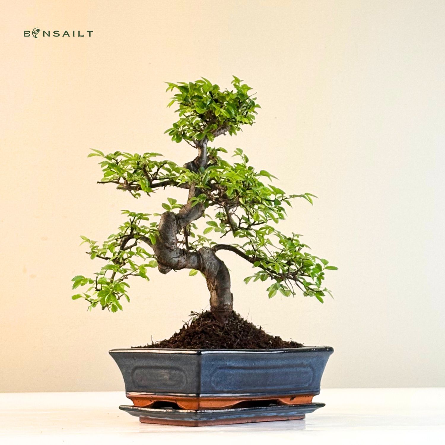 Chinesische Ulme  Ulmus parvifolia - Bonsai Baum P25 S