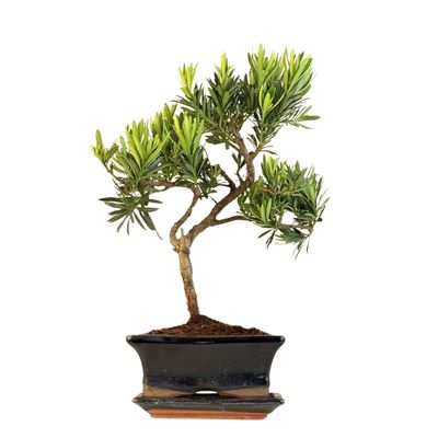 Podocarpus Bonsai Buddhistische Kiefer bonsai P15 S