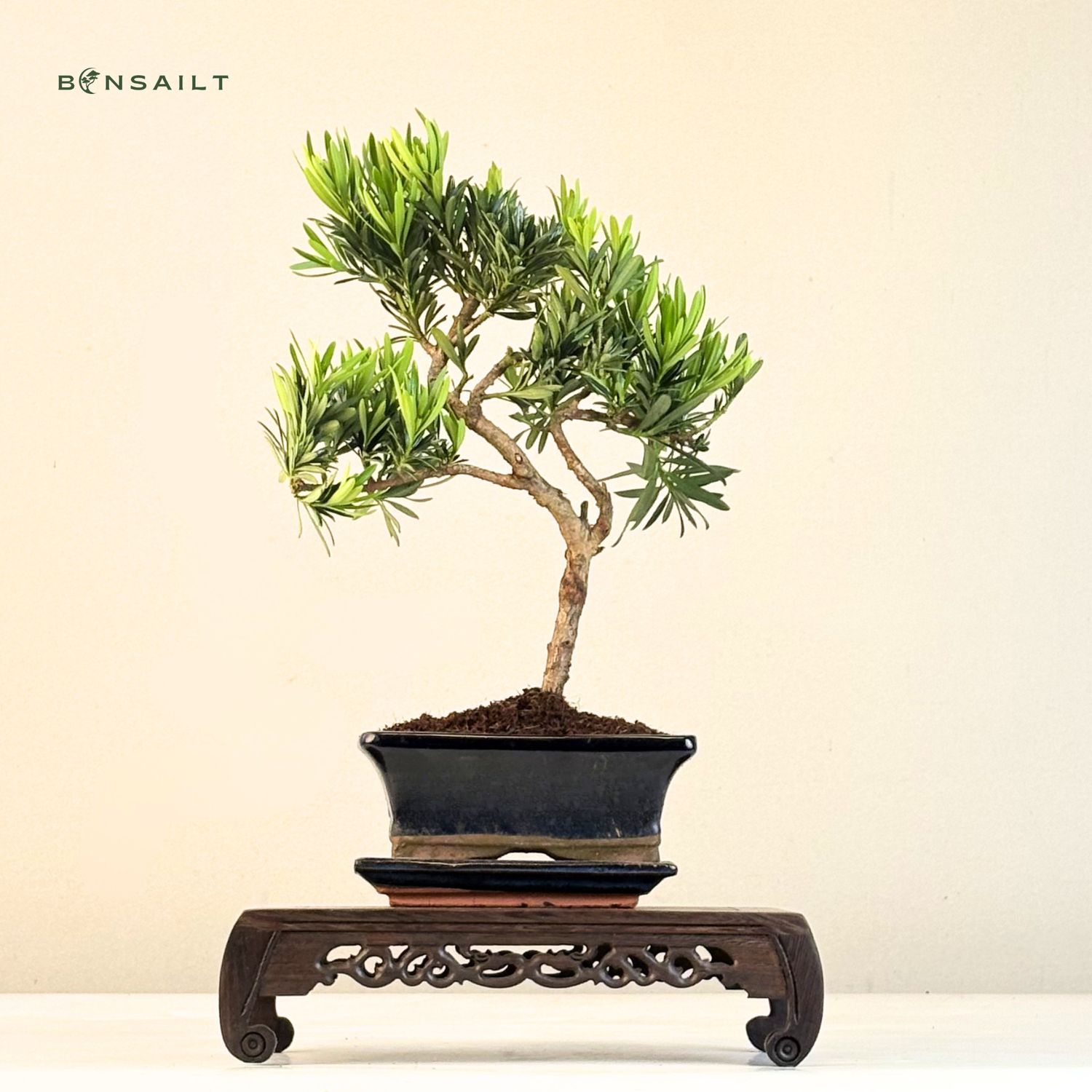 Podocarpus Bonsai Buddhistische Kiefer bonsai P15 S