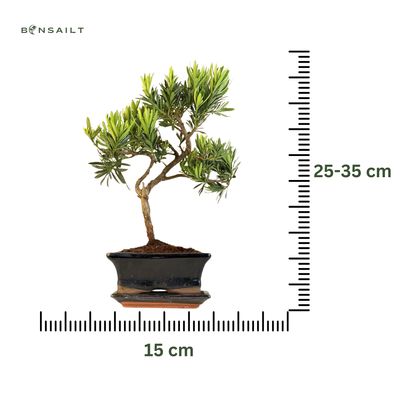 Podocarpus Bonsai Buddhistische Kiefer bonsai P15 S