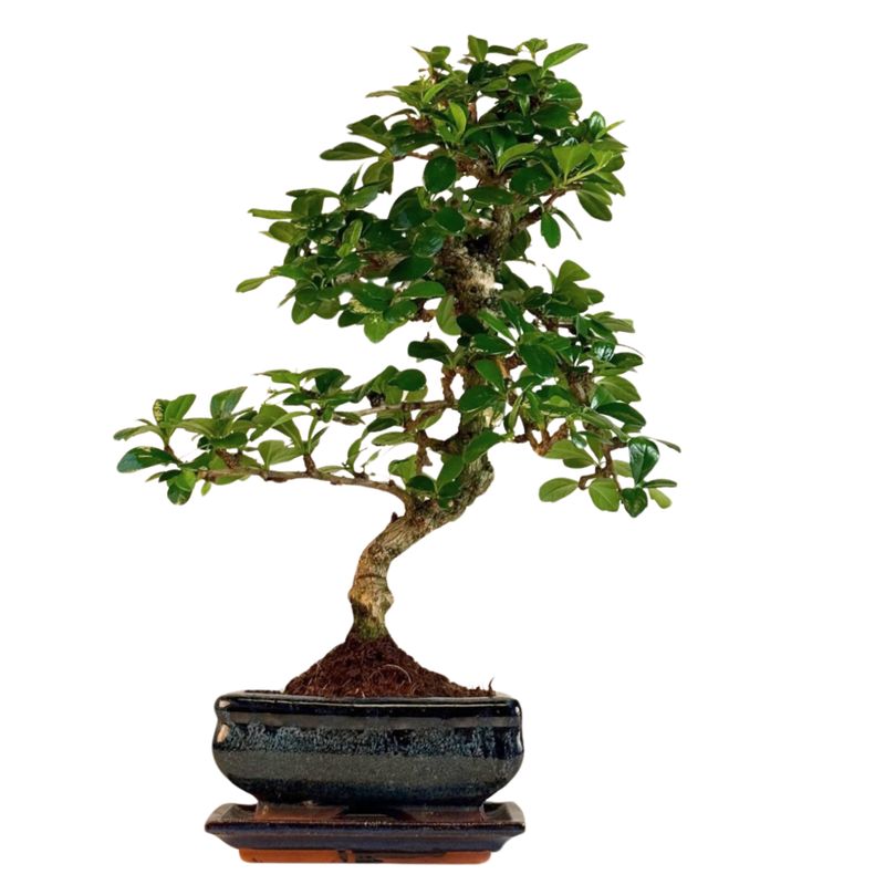 Fukien Teebaum Bonsai P15 S ( Carmona baum )