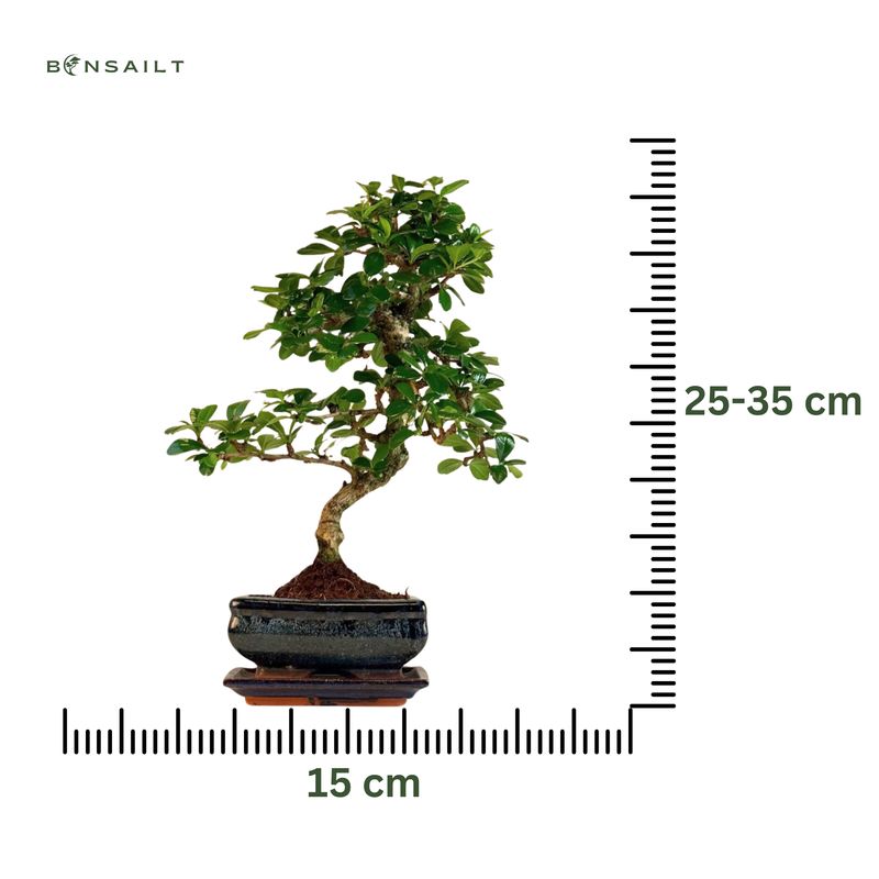 Fukien Teebaum Bonsai P15 S ( Carmona baum )
