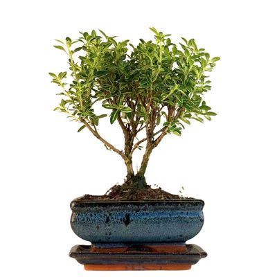 Serissa Bonsai P15