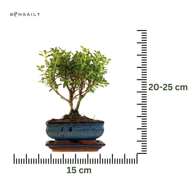 Serissa Bonsai P15