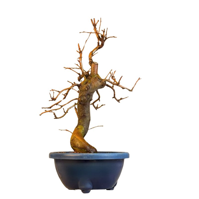 Chin. Quitte bonsai - Pseudocydonia sinensis bonsai baum P22