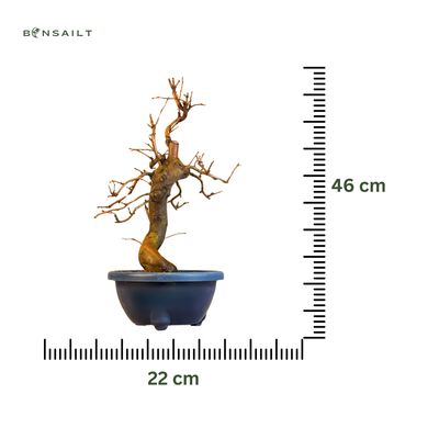 Chin. Quitte bonsai - Pseudocydonia sinensis bonsai baum P22