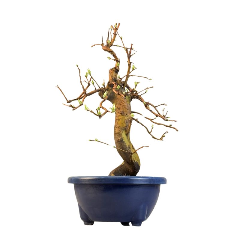 Chin. Quitte bonsai - Pseudocydonia sinensis bonsai baum P22