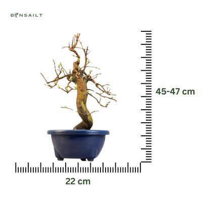 Chin. Quitte bonsai - Pseudocydonia sinensis bonsai baum P22