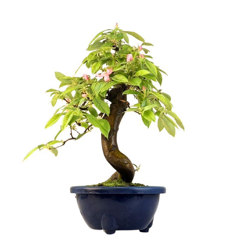 Chin. Quitte bonsai - Pseudocydonia sinensis bonsai baum P22