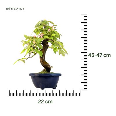 Chin. Quitte bonsai - Pseudocydonia sinensis bonsai baum P22