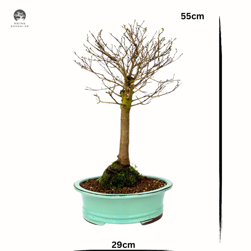 Zelkova Nire Bonsai P29
