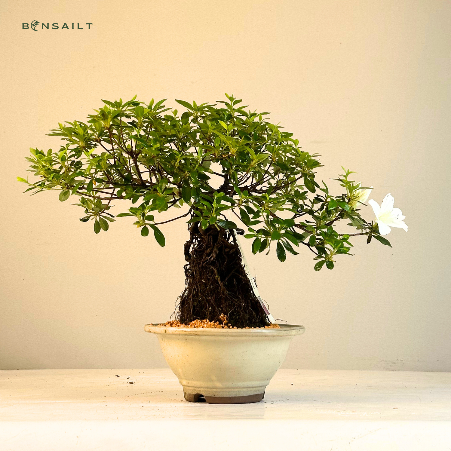norfolk pine bonsai Norfolk Island Pine Pre Bonsai Tree main image 1