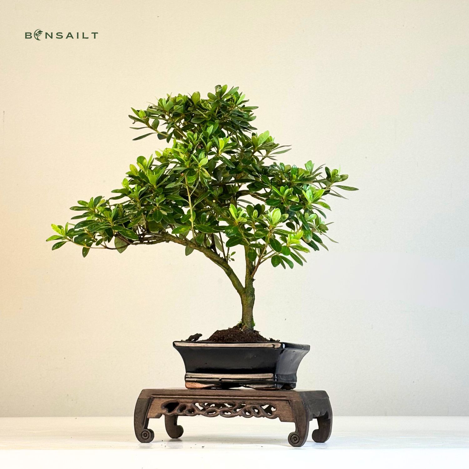 grow your own bonsai tree 6 Bonsai Growing Kit | Gardening Gift Idea