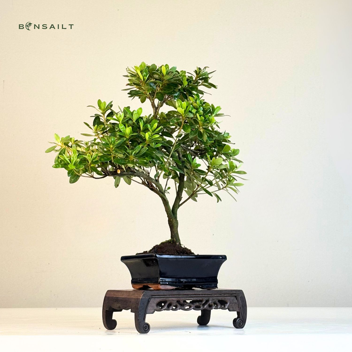 polyscias scutellaria bonsai Aralia Fabian Stump main image 0
