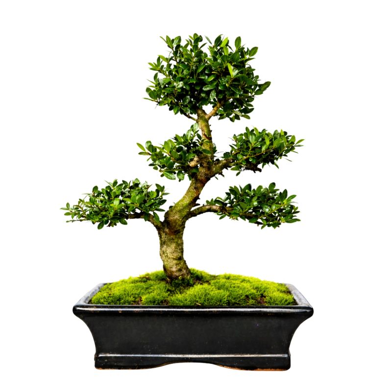 Ilex Crenata P20 S Japanische Stechpalme