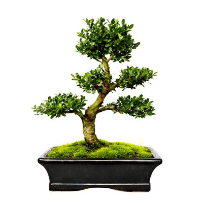 Ilex Crenata P20 S Japanische Stechpalme