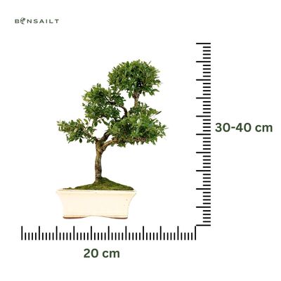 Ilex Crenata P20 S Japanische Stechpalme
