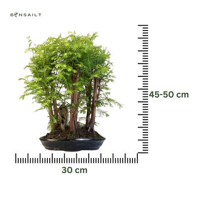 Metasequoia Bonsai Wald 30cm topf