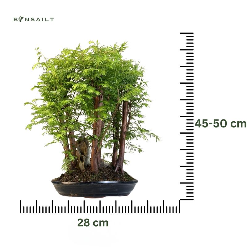 Metasequoia Bonsai Wald 28 cm topf MM28