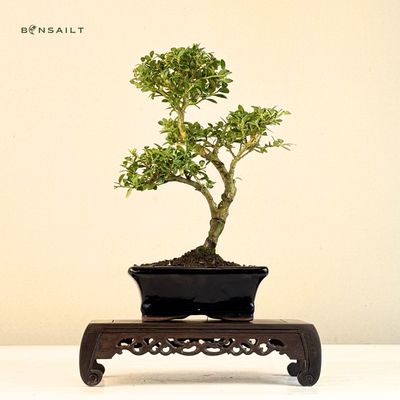 Ilex Crenata P15 S Japanische Stechpalme