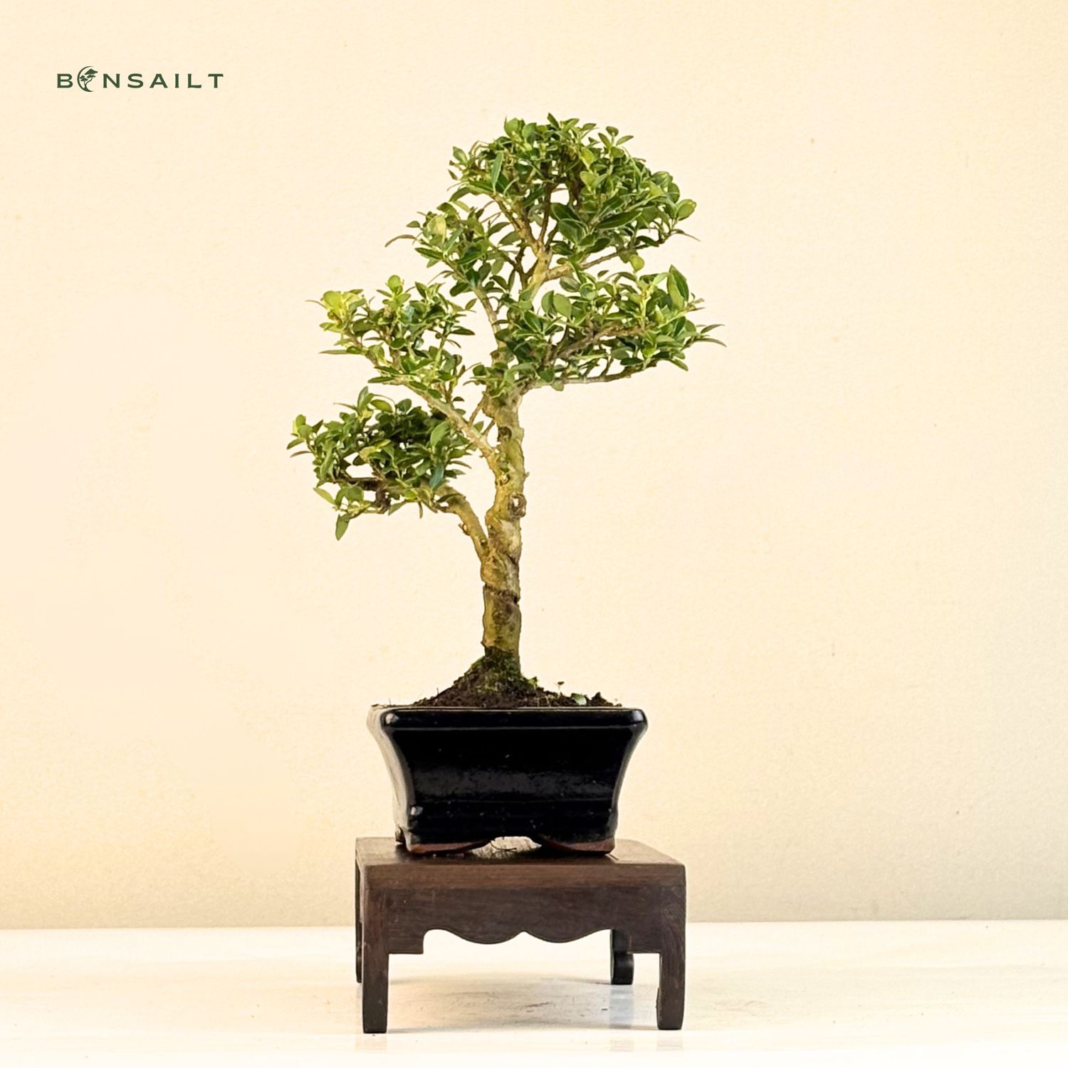Ilex Crenata P15 S Japanische Stechpalme
