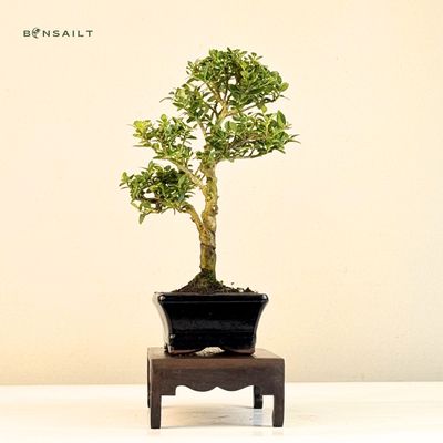 Ilex Crenata P15 S Japanische Stechpalme