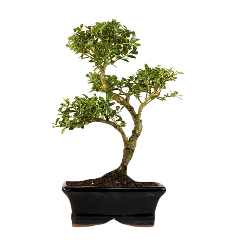 Ilex Crenata P15 S Japanische Stechpalme