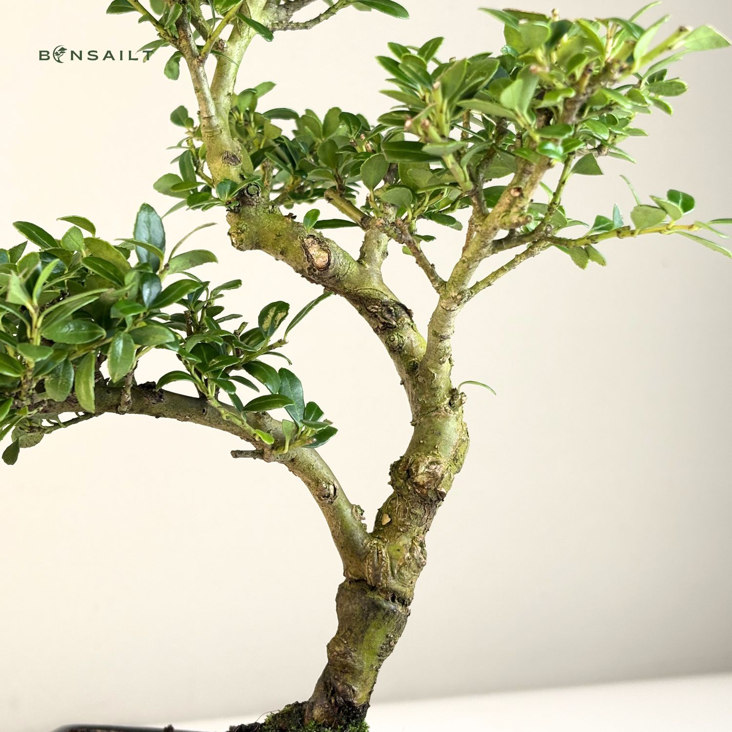 efeutute pflegeleicht Efeutute Marble Queen | Epipremnum marble queen main image 1