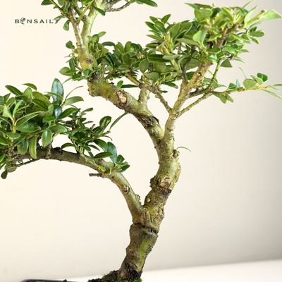 Ilex Crenata P15 S Japanische Stechpalme