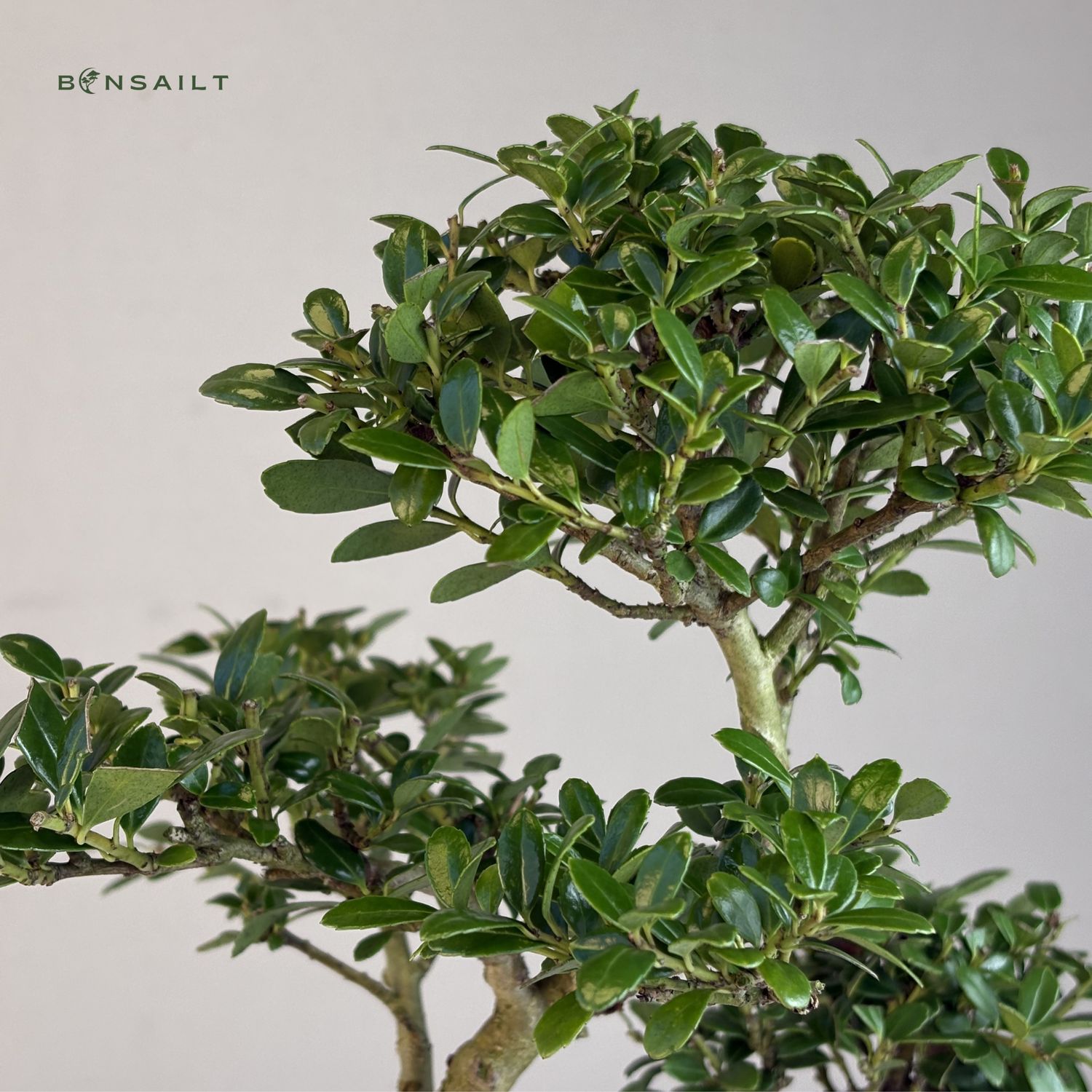 Ilex Crenata P15 S Japanische Stechpalme