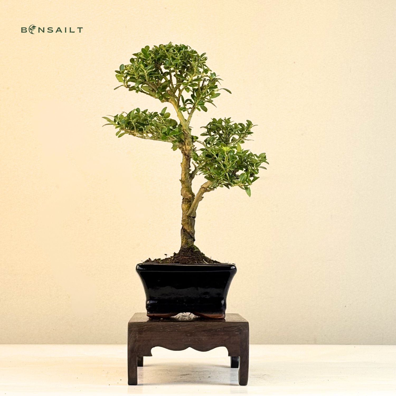 dracena tree Dracaena draco  Dragon Tree | Architectural Feature Plant