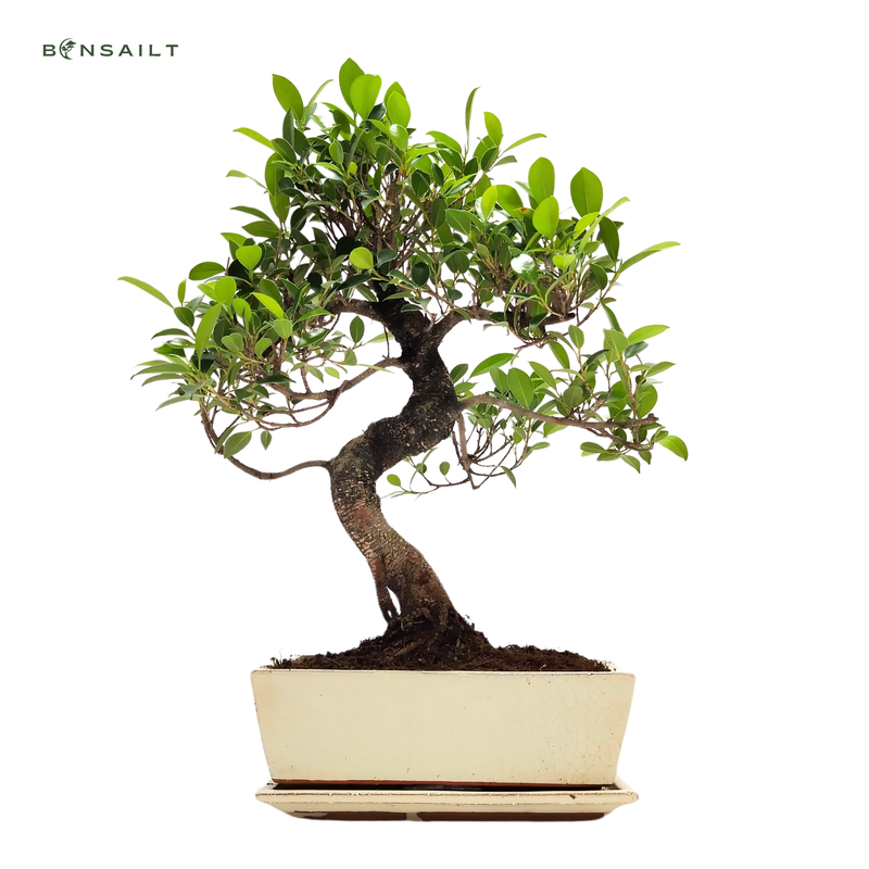 Ficus Bonsai P25 S Pure Grau