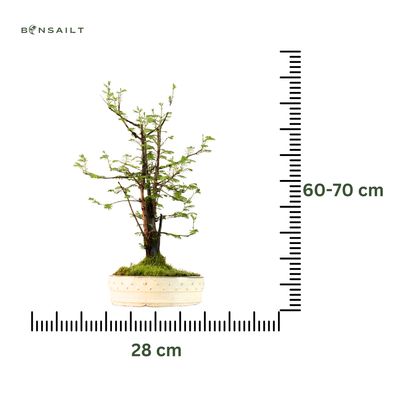 Metasequoia Bonsai  28 cm topf