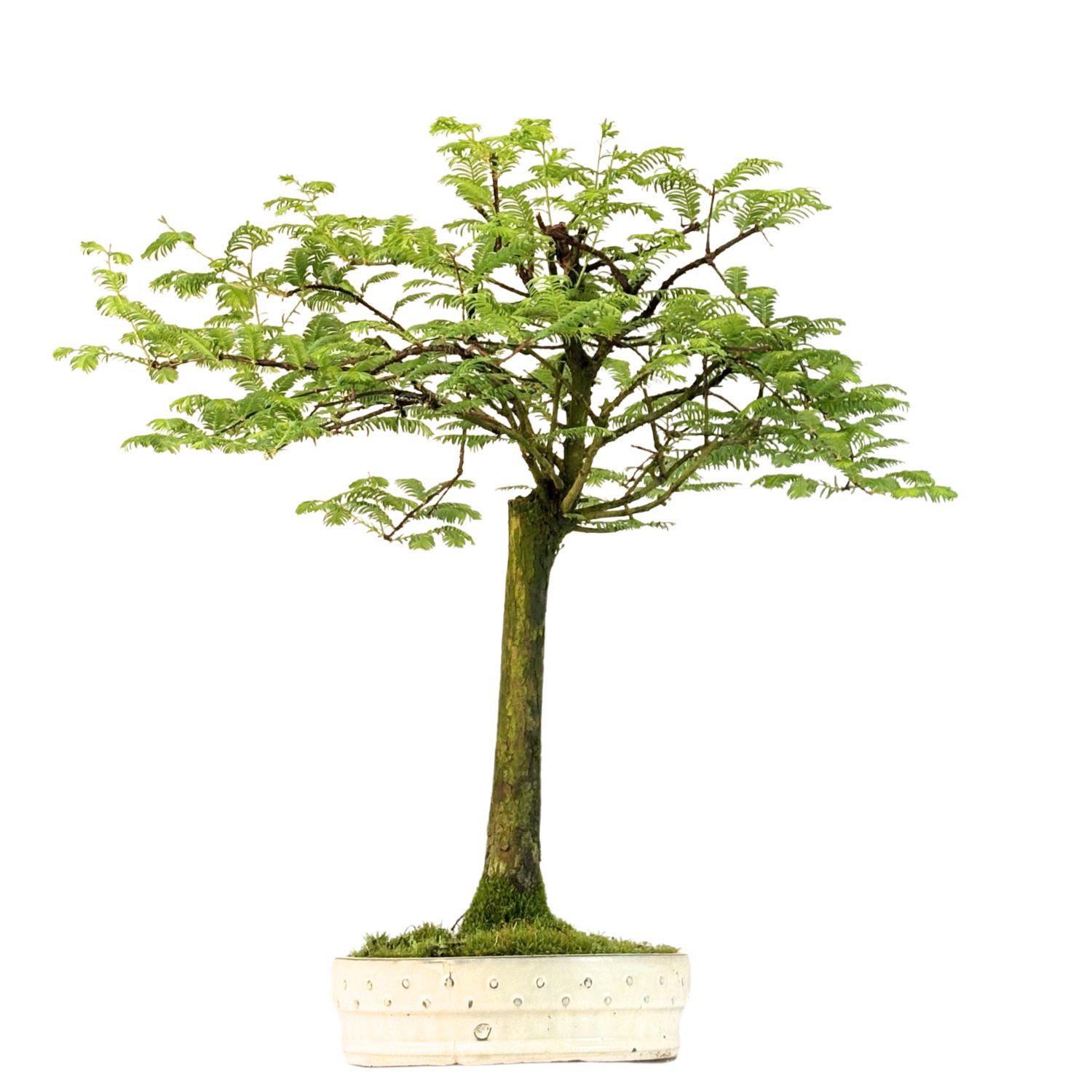 Metasequoia Bonsai  28 cm topf