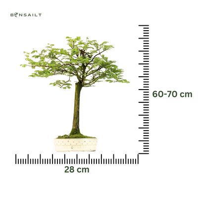 Metasequoia Bonsai  28 cm topf