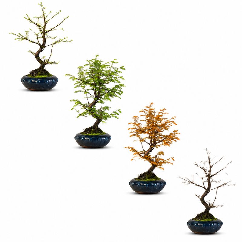 Metasequoia Bonsai 28 cm topf