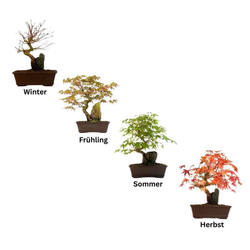 Ahorn-Dreikant-Bonsai auf dem Felsen P20