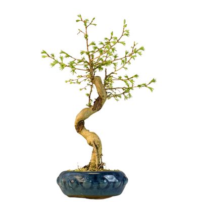 Pseudolarix Bonsai (Gold-Lärche) 20 cm topf