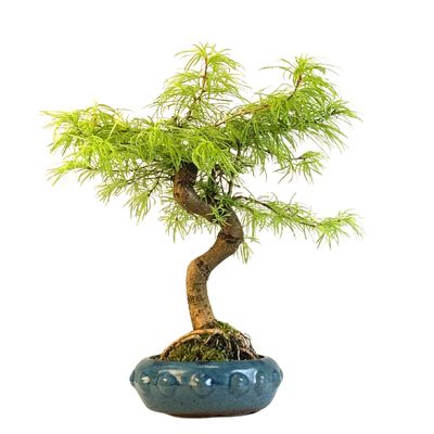 Pseudolarix Bonsai (Gold-Lärche) 18 cm topf