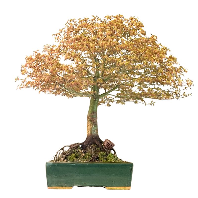 Bonsai Fächerahorn (Kiyohime) Japanese maple P33