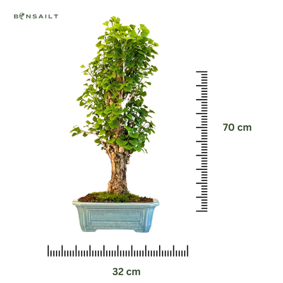 Ginkgo Biloba Bonsai  P32 aus Japan