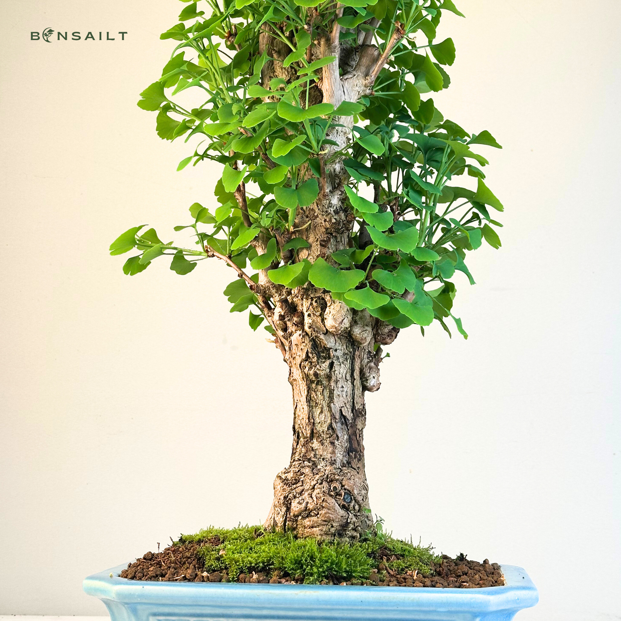 Ginkgo Biloba Bonsai P32 aus Japan