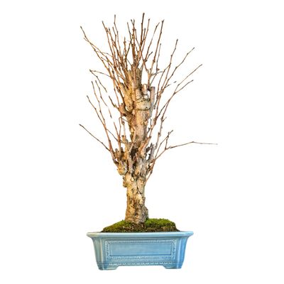 Ginkgo Biloba Bonsai P32 aus Japan