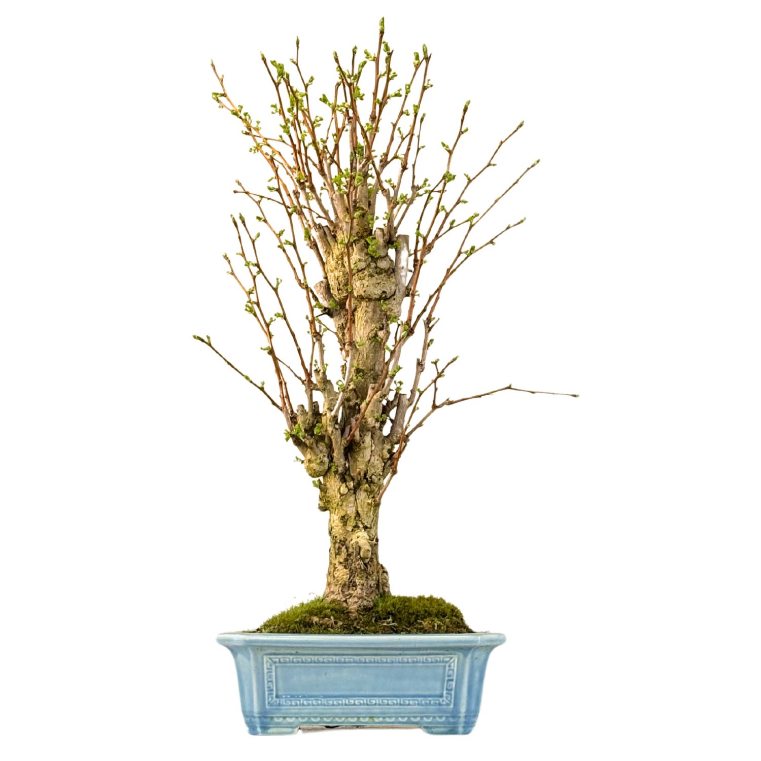 Ginkgo Biloba Bonsai  P32 aus Japan