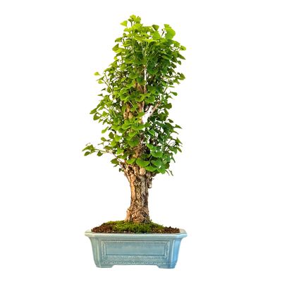 Ginkgo Biloba Bonsai  P32 aus Japan