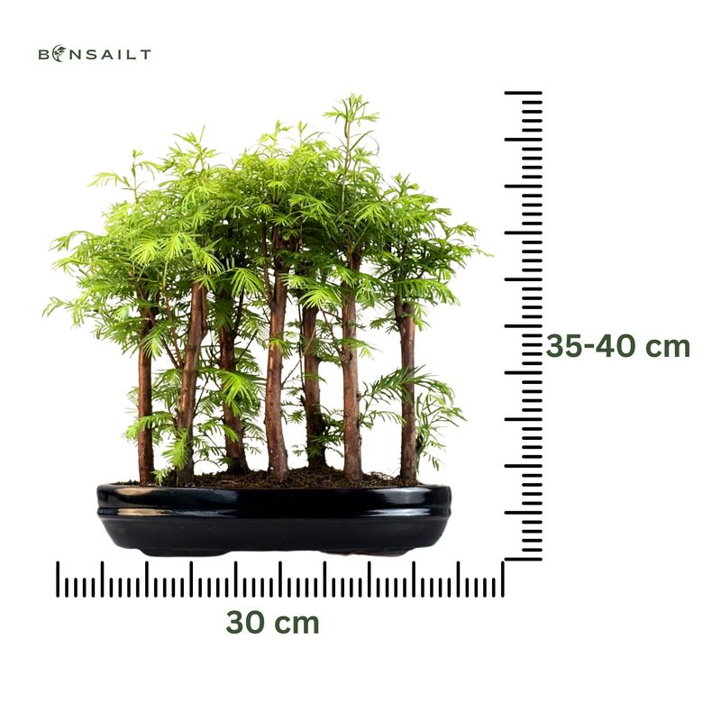 Metasequoia Bonsai Wald 30 cm topf MM30
