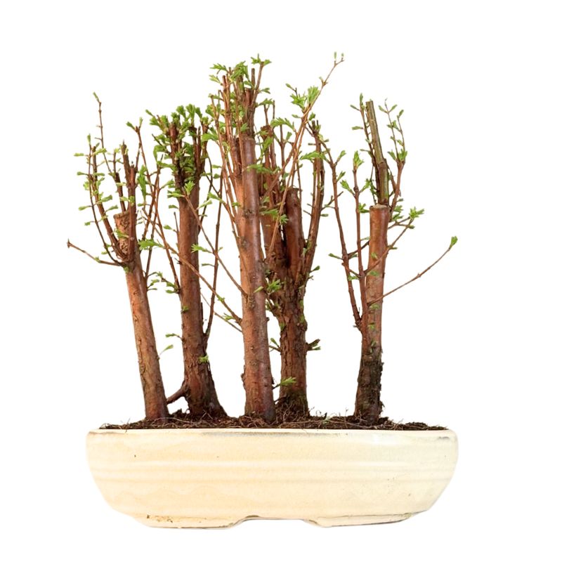 Metasequoia Bonsai Wald 26cm topf
