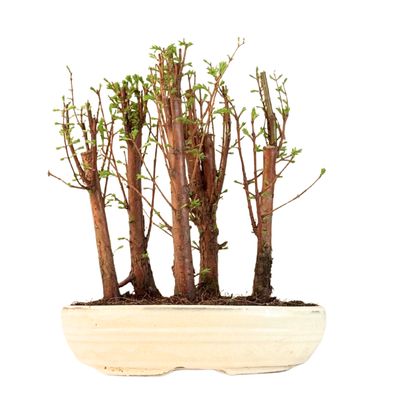 Metasequoia Bonsai Wald 26cm topf