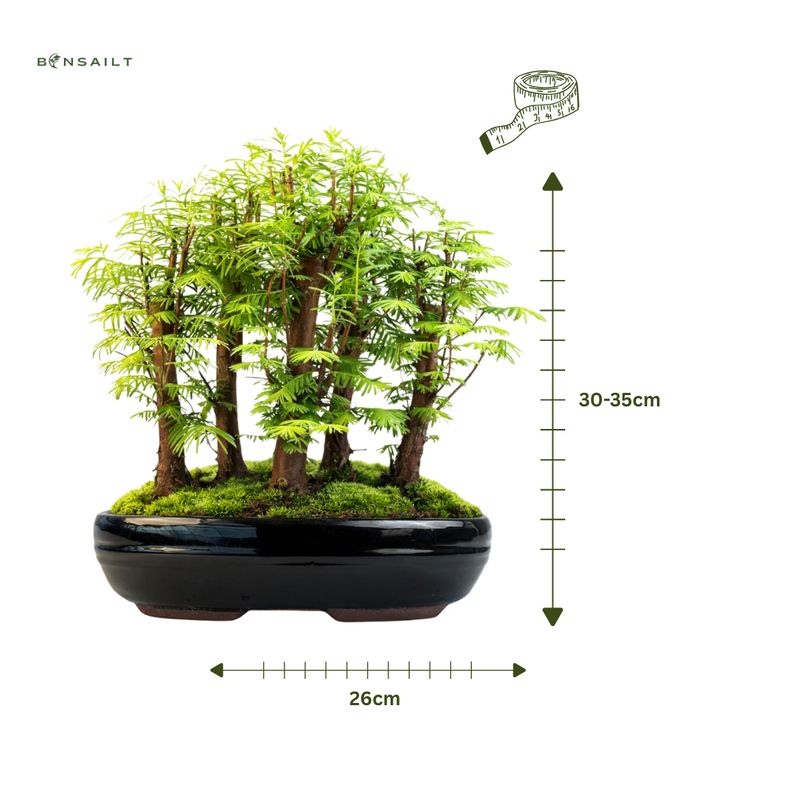 Metasequoia Bonsai Wald 26cm topf MM26