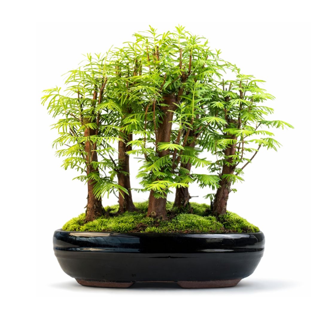 Metasequoia Bonsai Wald 26cm topf